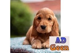 used Cocker Spaniel for sale 